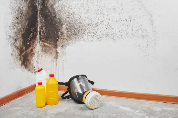 Best Mold Removal Specialists  in Athens, IL