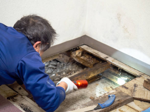 Best Affordable Mold Removal  in Athens, IL