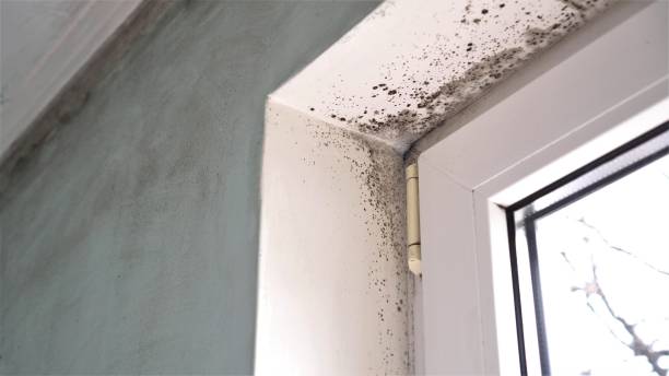 Best Commercial Mold Removal  in Athens, IL