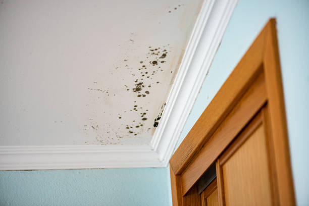 Certified Mold Removal in Athens, IL