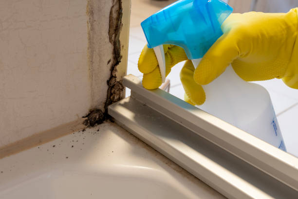 Best Attic Mold Removal  in Athens, IL