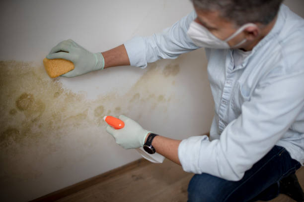Best Mold Remediation  in Athens, IL