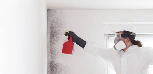 Best Certified Mold Removal  in Athens, IL