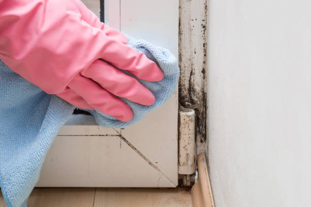 Athens, IL Mold Removal Company